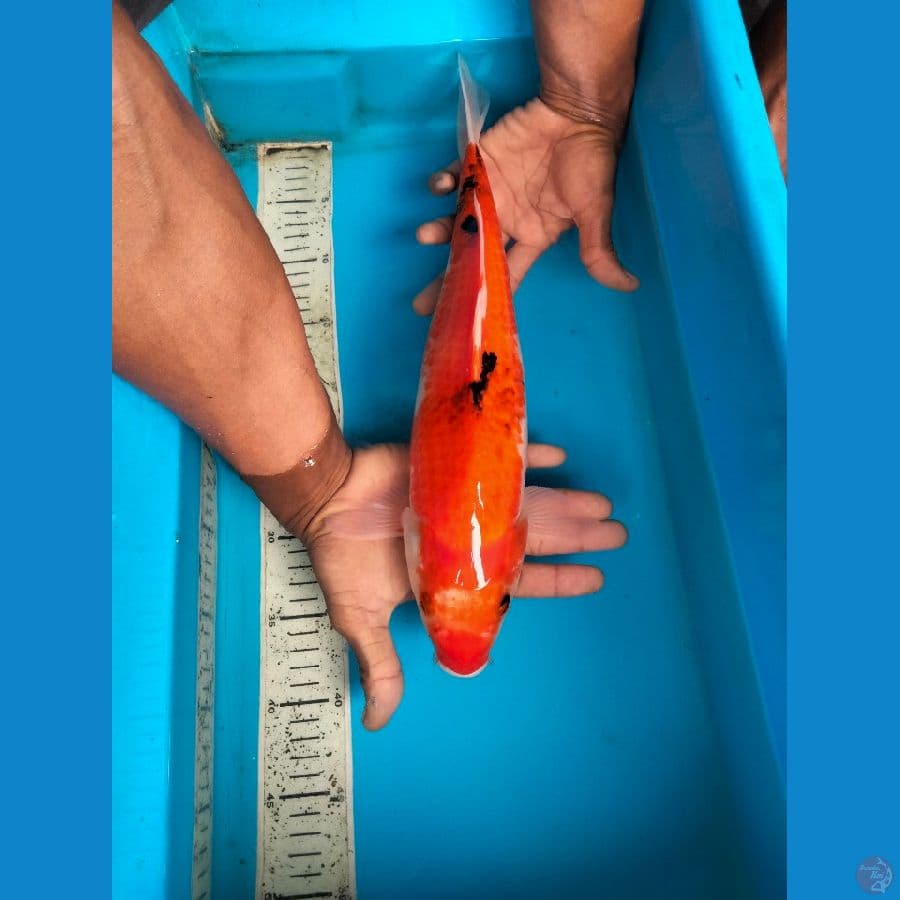 tategoi sanke 40cm female