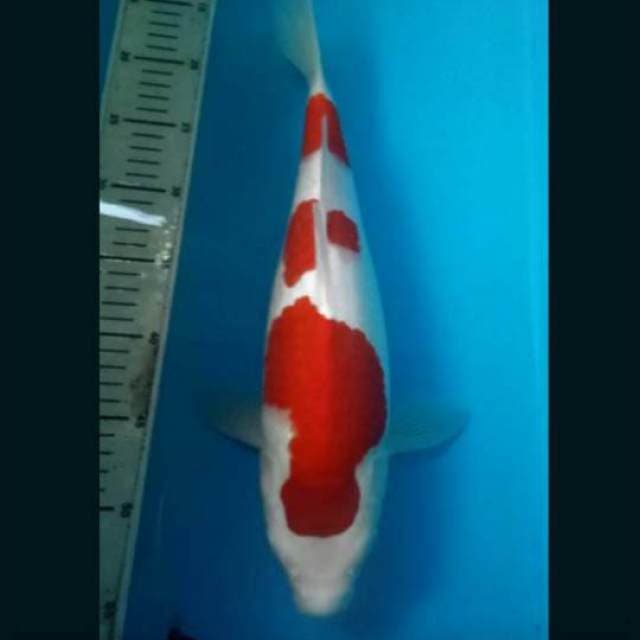 Kohaku Super 40cm
