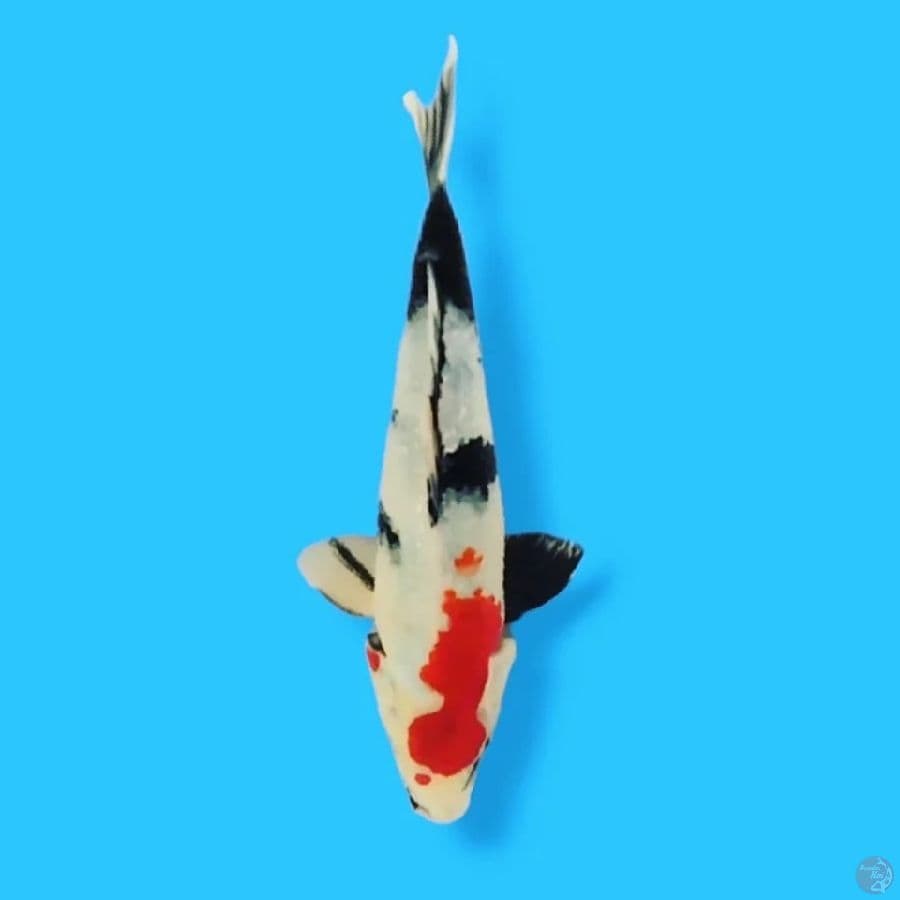 Showa 25 Male