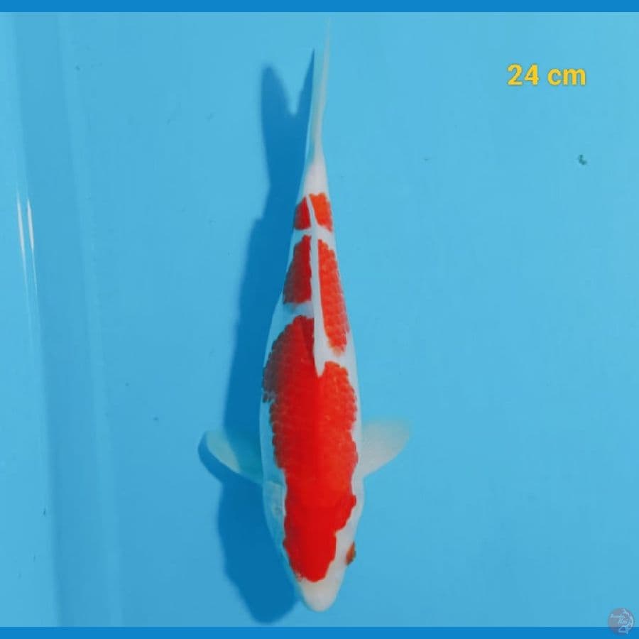 Male 24 cm