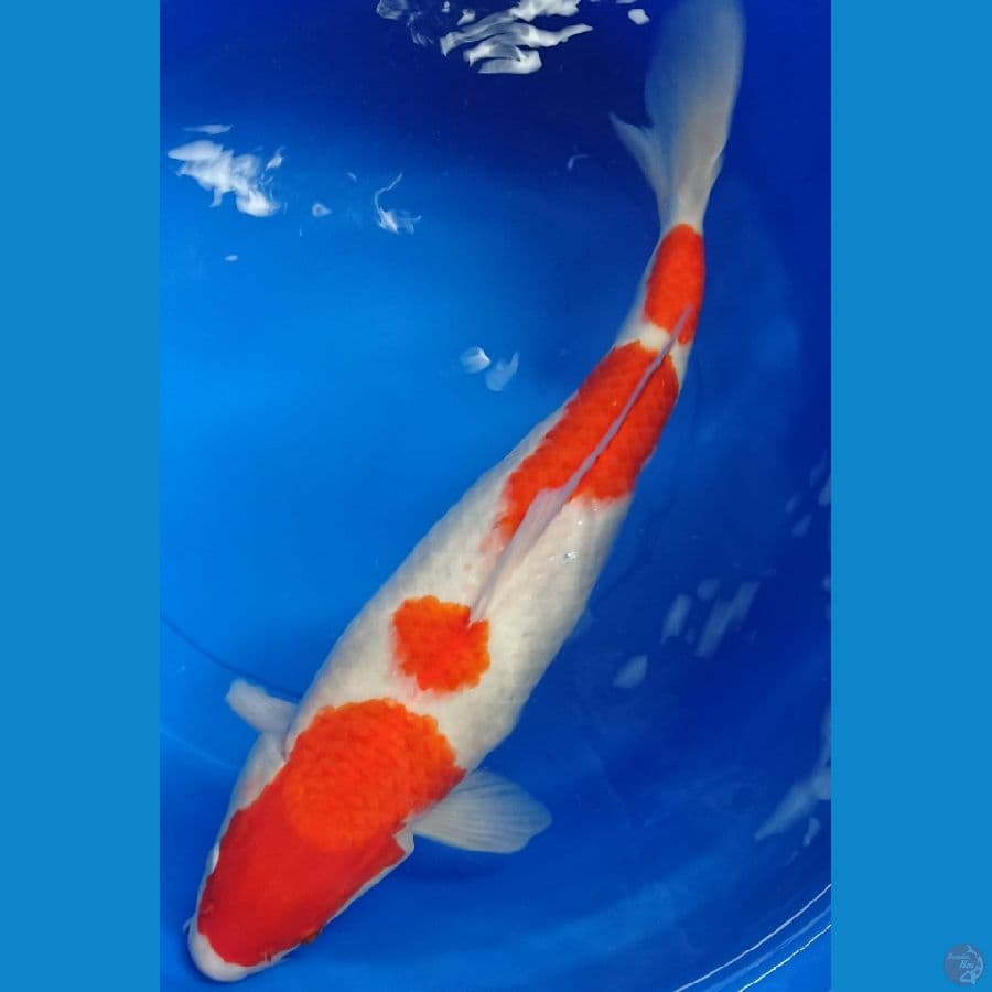 calon induk josss 44cm