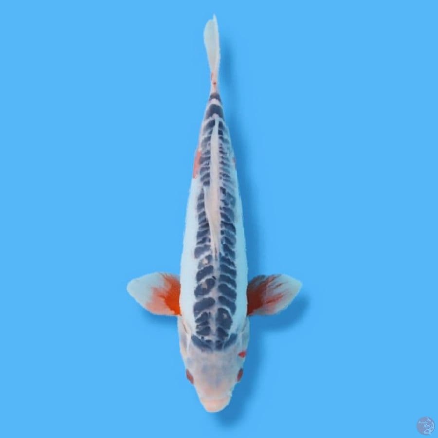 Hana Shusui 33CM Female
