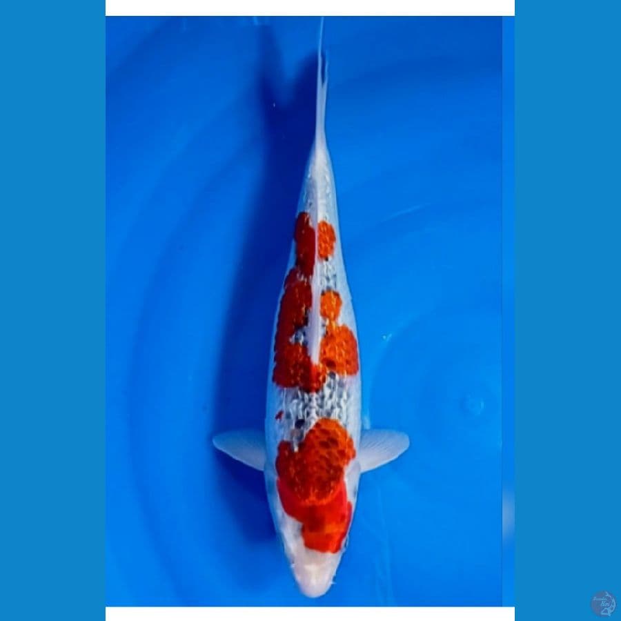 gosiki gindrin 34 cm