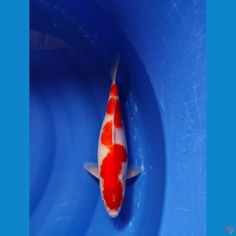 kohaku 31cm