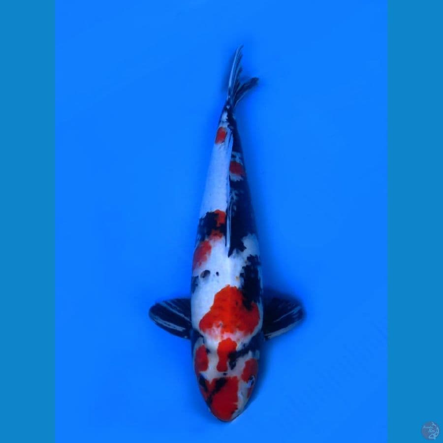 showa jumbo 53cm
