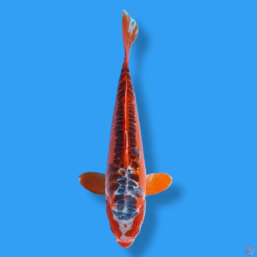 Hana Shusui 30CM Male