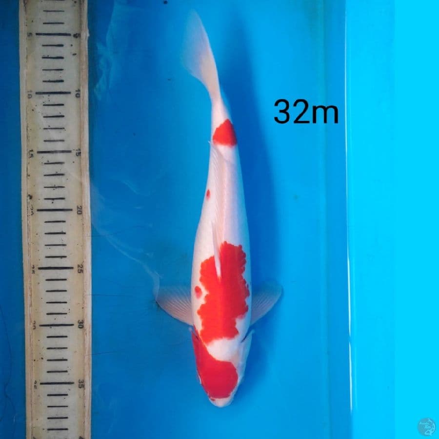 kohaku, 32cm male