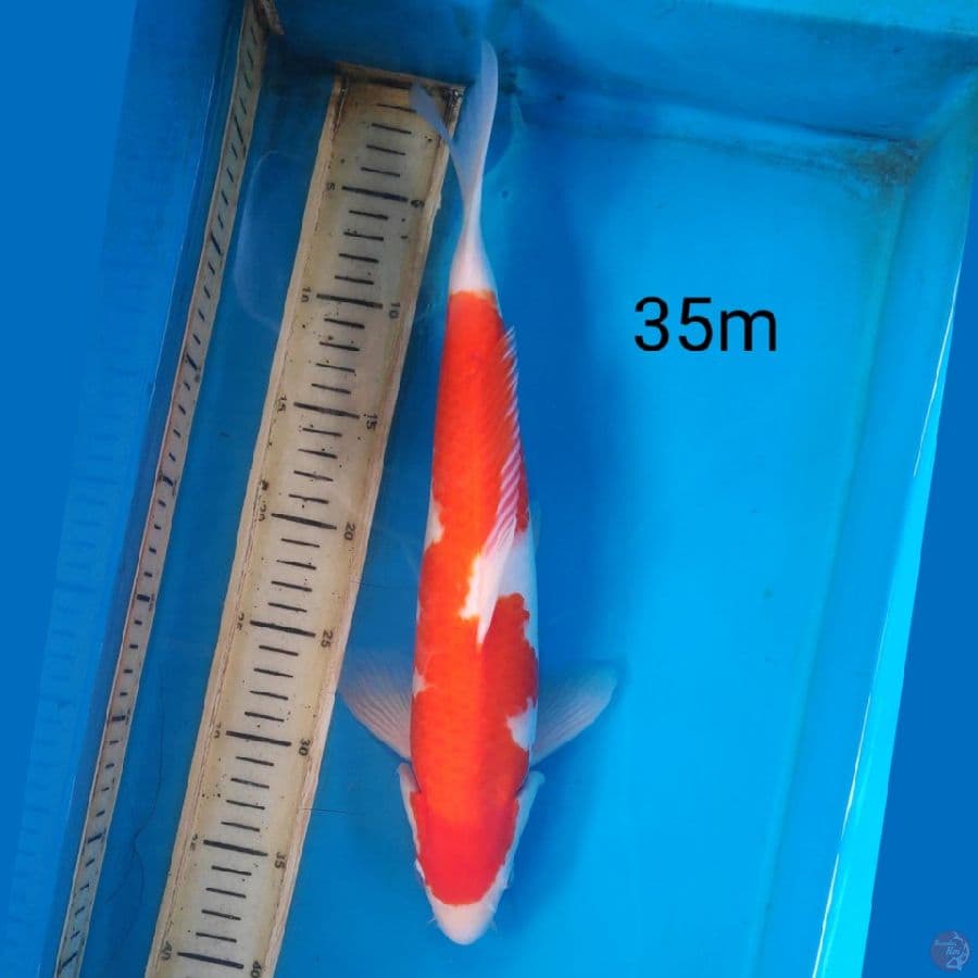 kohaku, 35cm male