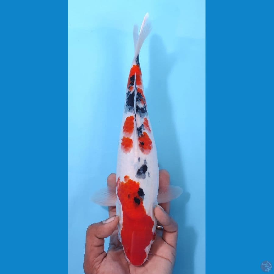 SANKE HQ ~32CM/32CM