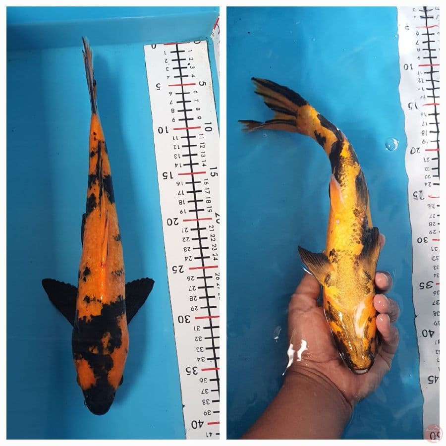 hiutshuri 37Cm