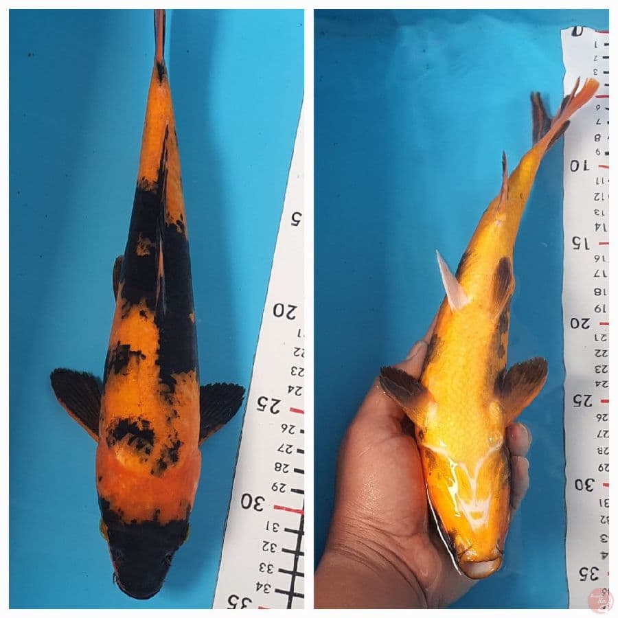Hiutshuri 32cm