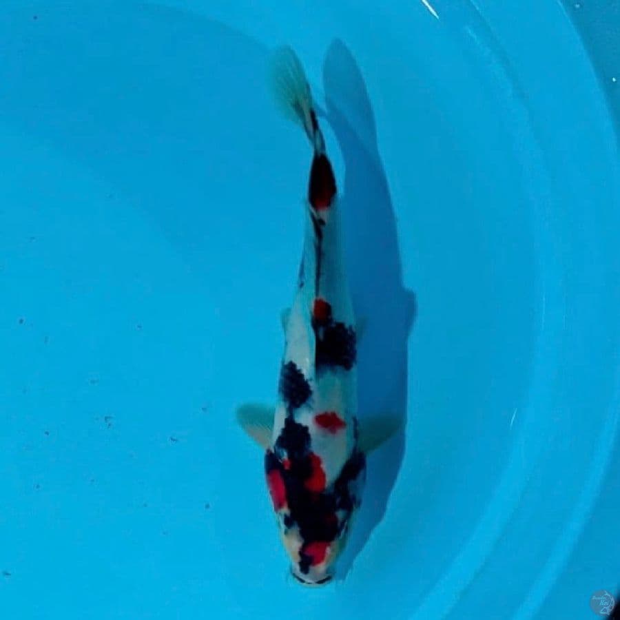 showa 26cm