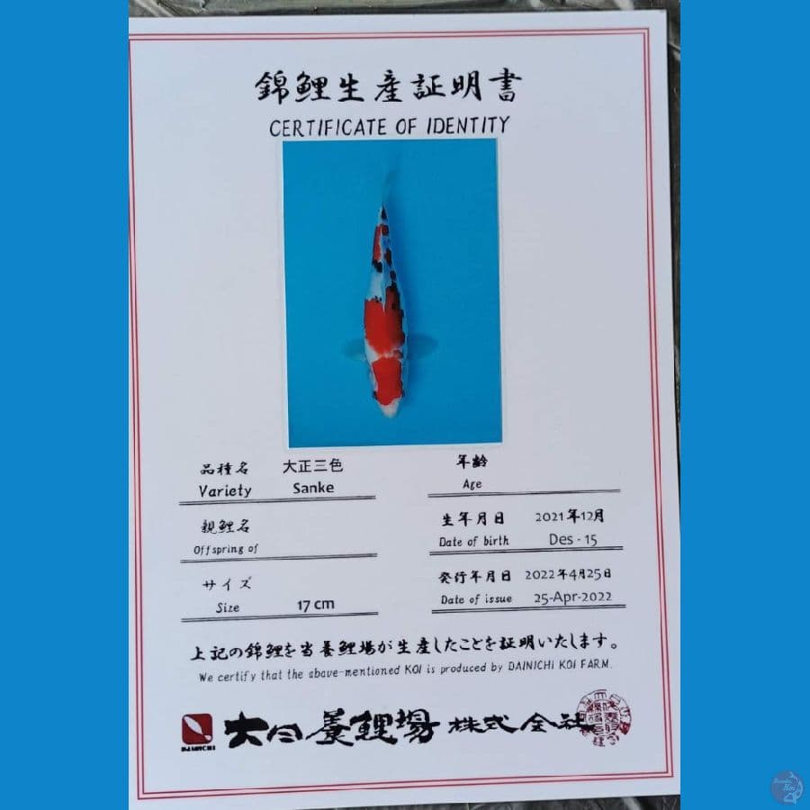 Dainichi Sanke sz 25cm