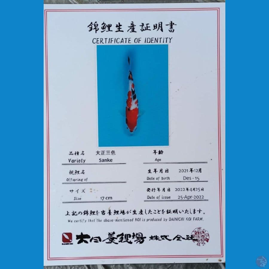 Dainichi Sanke sz 25cm