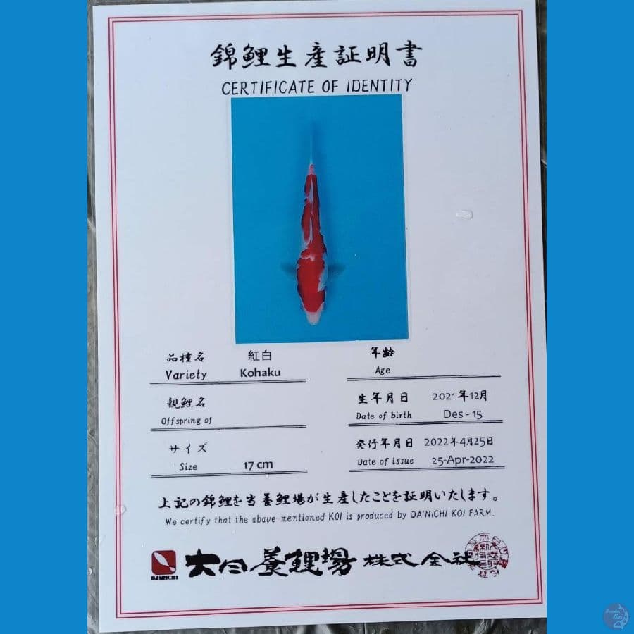 Dainichi Kohaku sz 23cm