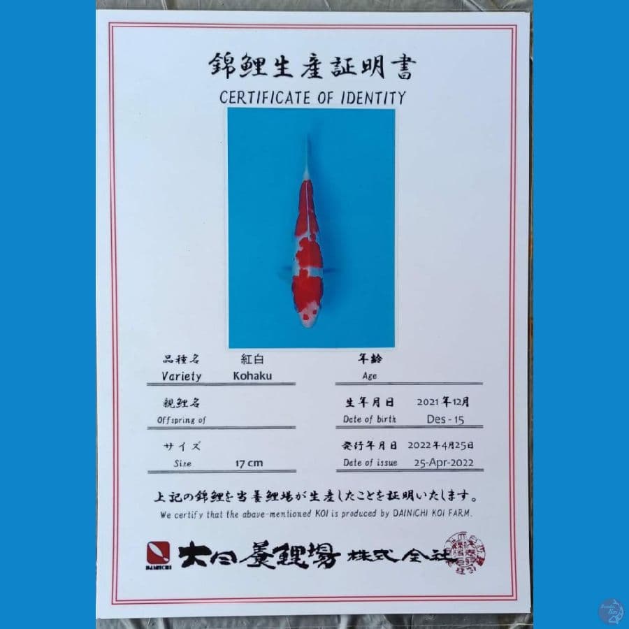 Dainichi Kohaku sz 24cm