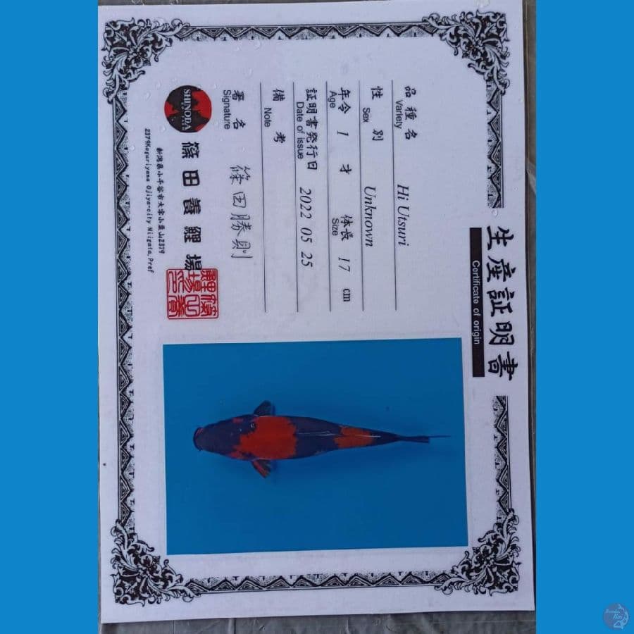 Shinoda Hi Utsuri sz 24cm