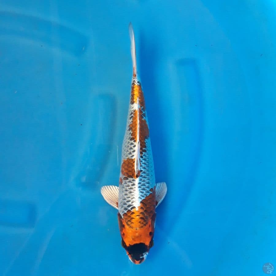 Kujaku Male 35cm