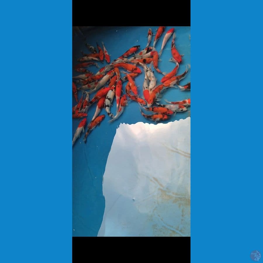 Showa Mix 70 ekor 14-20cm