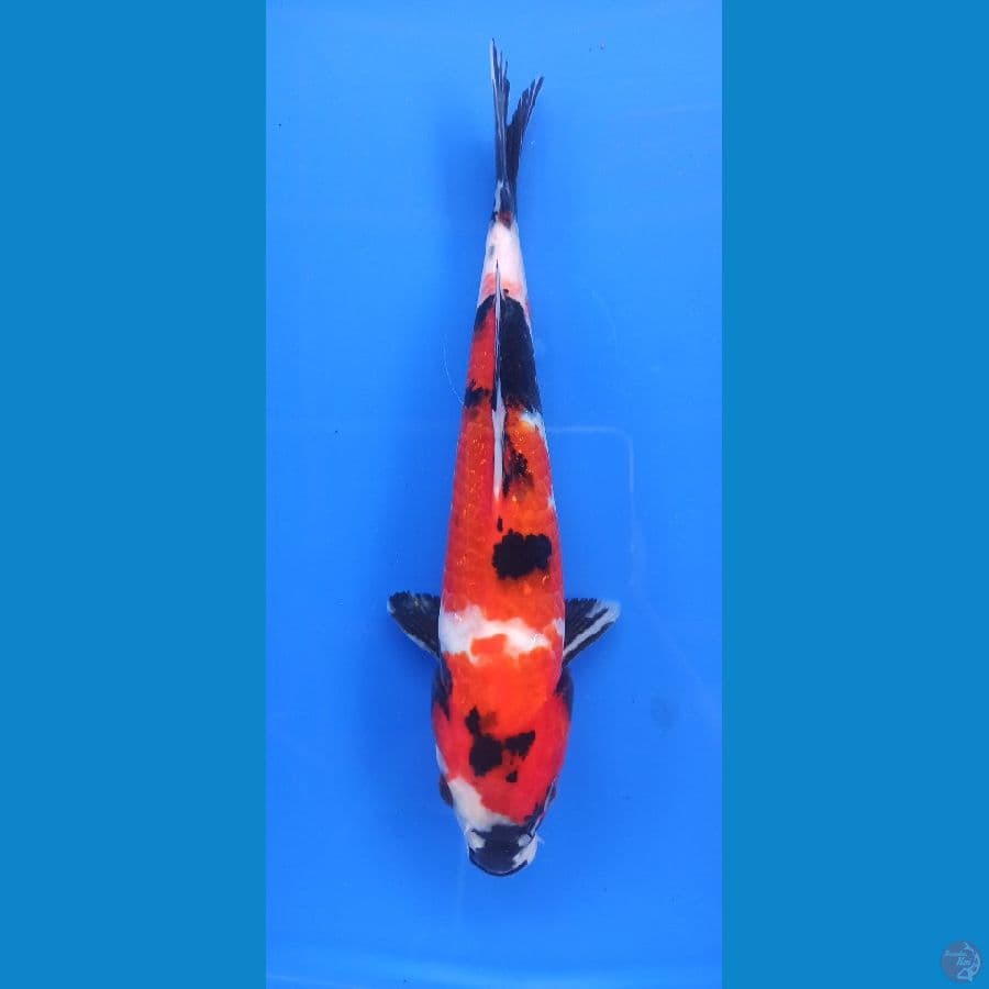 showa 23cm