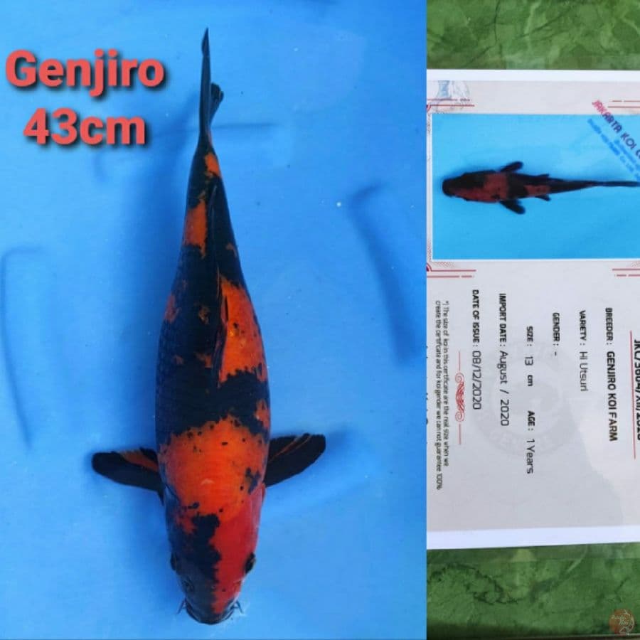 GENJIRO HIUTSURI 43CM