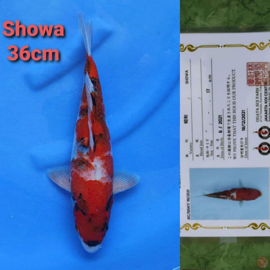 OGATA SHOWA 36CM