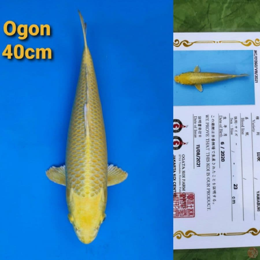 OGATA OGON 40CM