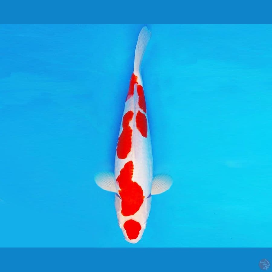 AKIRA 1 - KOHAKU DOITSU 29 cm/male ®