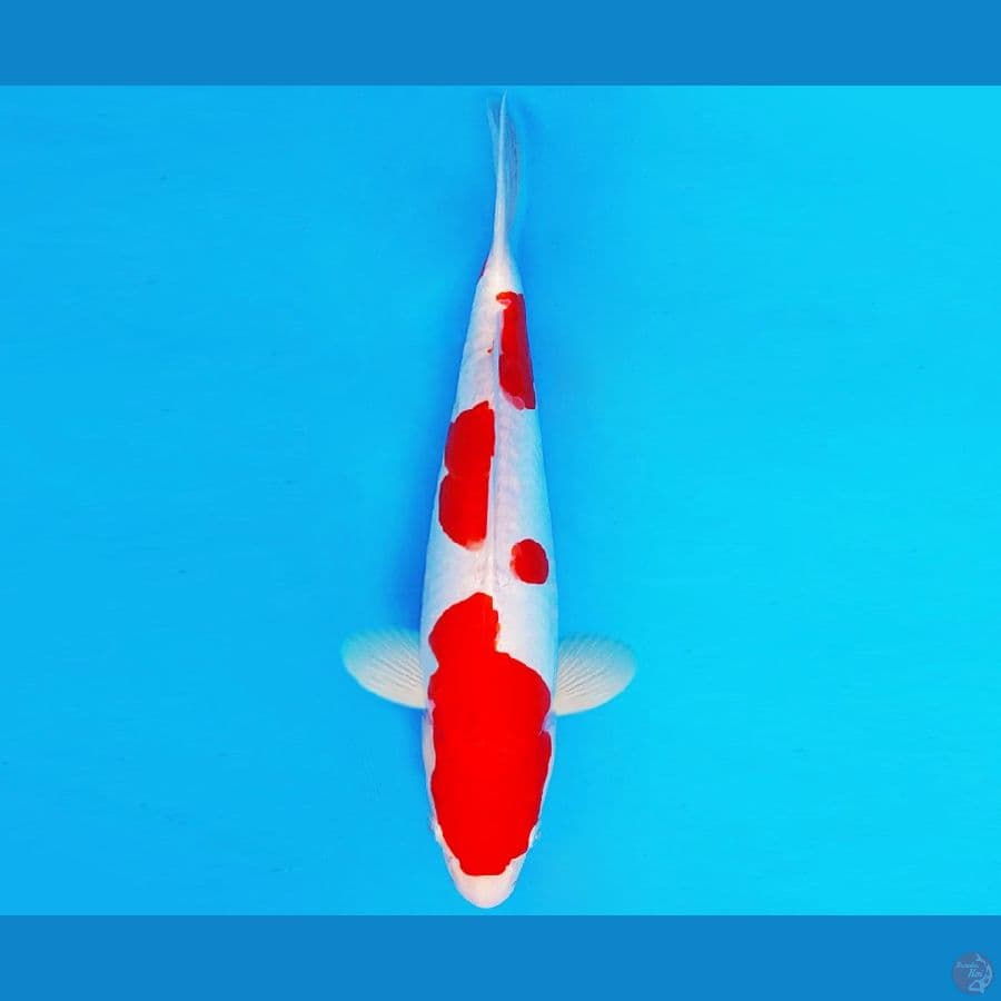AKIRA 3 - KOHAKU DOITSU 33 cm/male ®