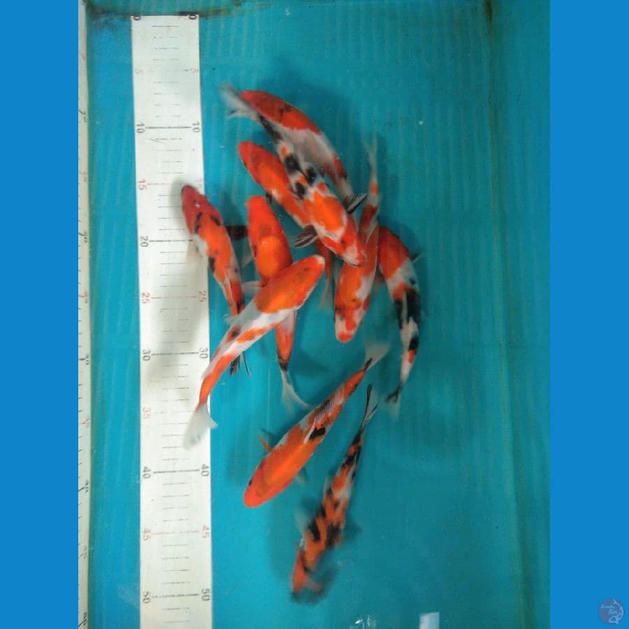 sowa 17cm 18cm 10ekor