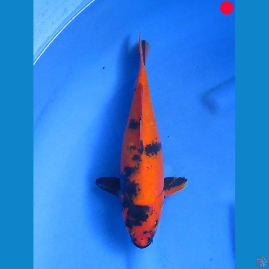 Utsuri - 31cm
