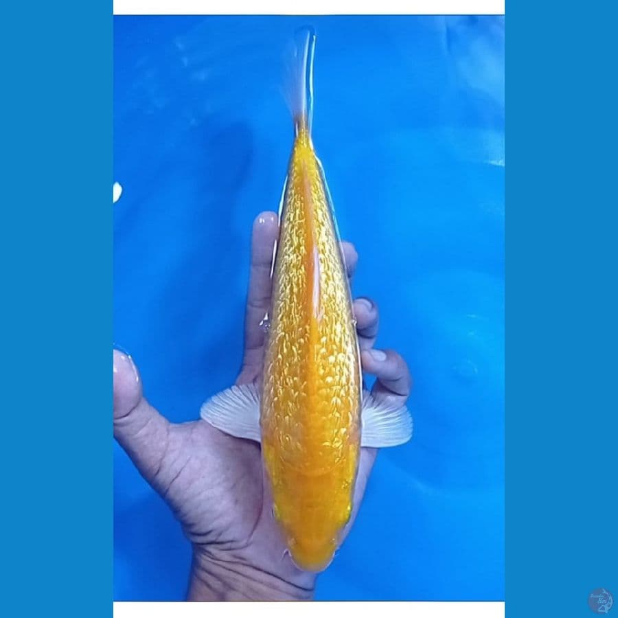 27 cm gindrin