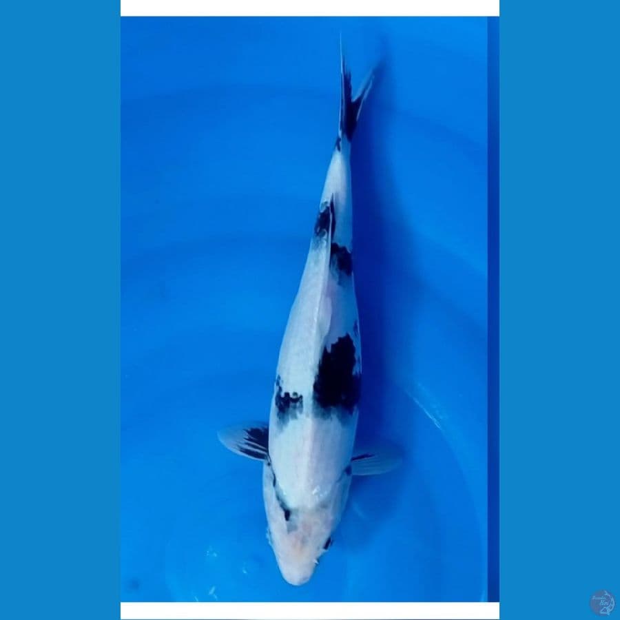 siro tategoi 35 cm
