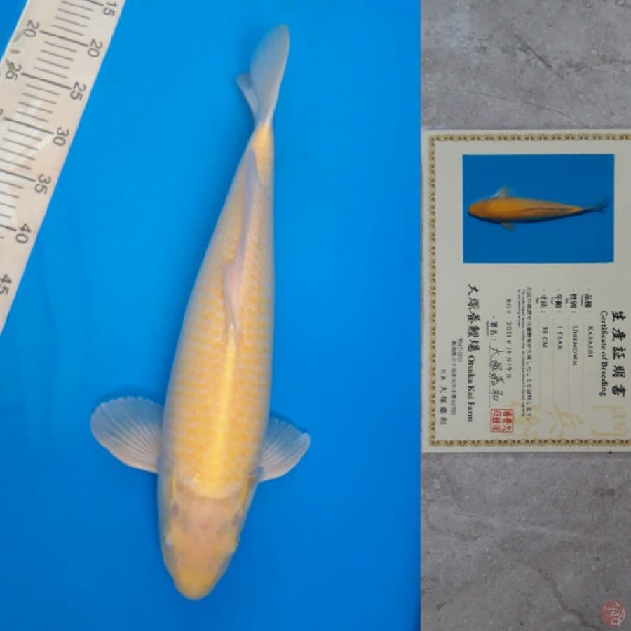 OTSUKA AKAME KARASHI 49CM MALE
