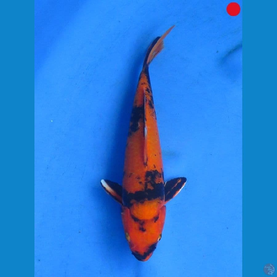 Hi Showa - 26cm