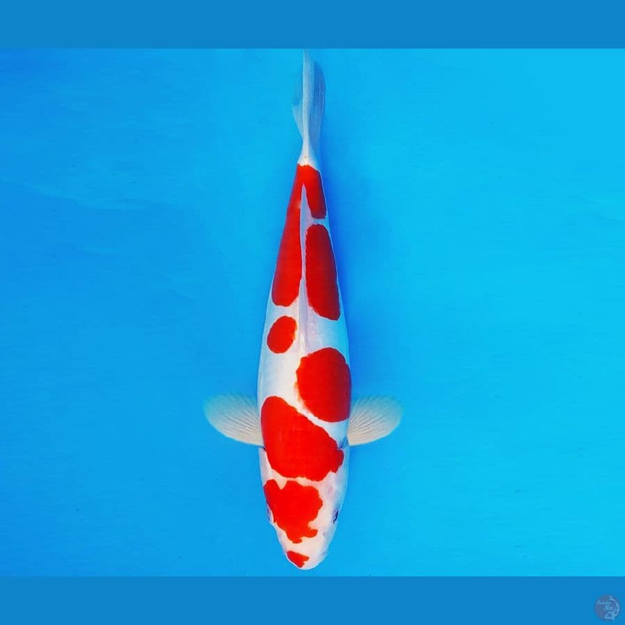 AKIRA 6 - KOHAKU DOITSU 36 cm/fm ®
