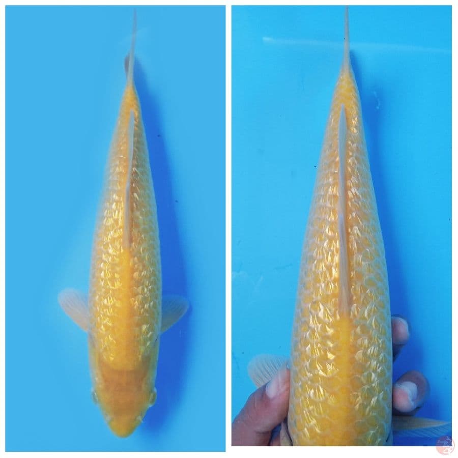 KARASI GINDRIN MM 30CM MALE