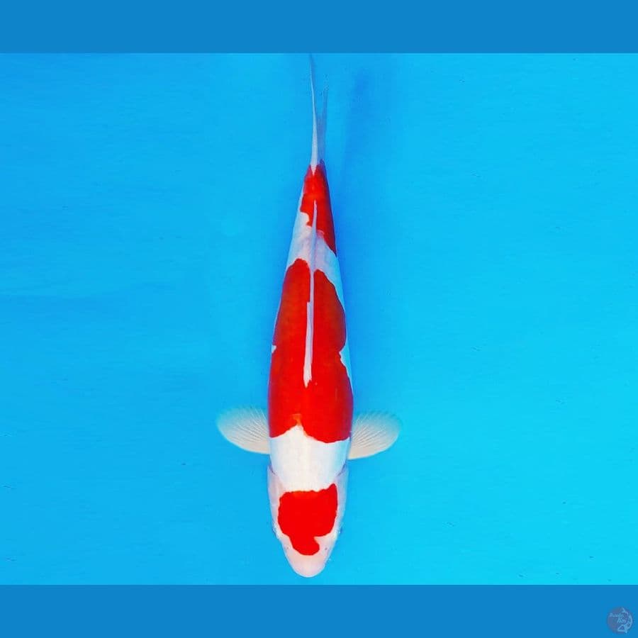 AKIRA 10 - KOHAKU DOITSU 33 cm/male ®