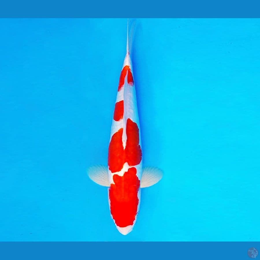 AKIRA 11 - KOHAKU DOITSU 30 cm/fm ®