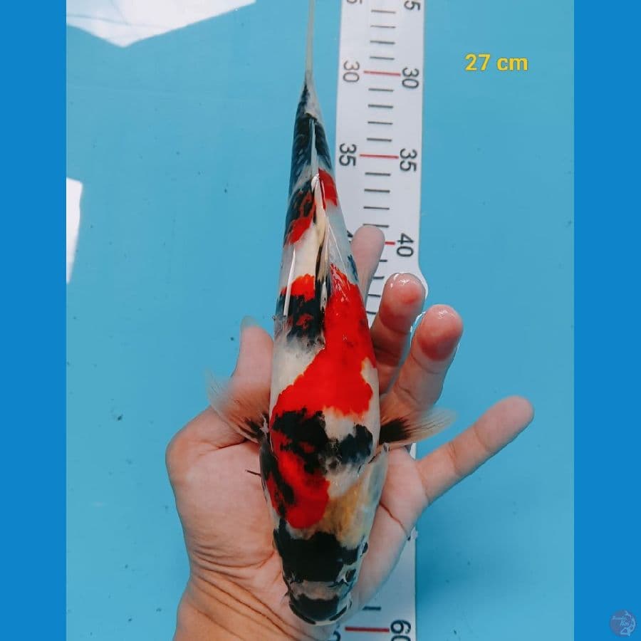 showa 27cm