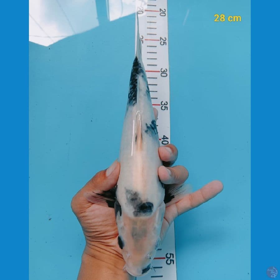 shiro 28cm