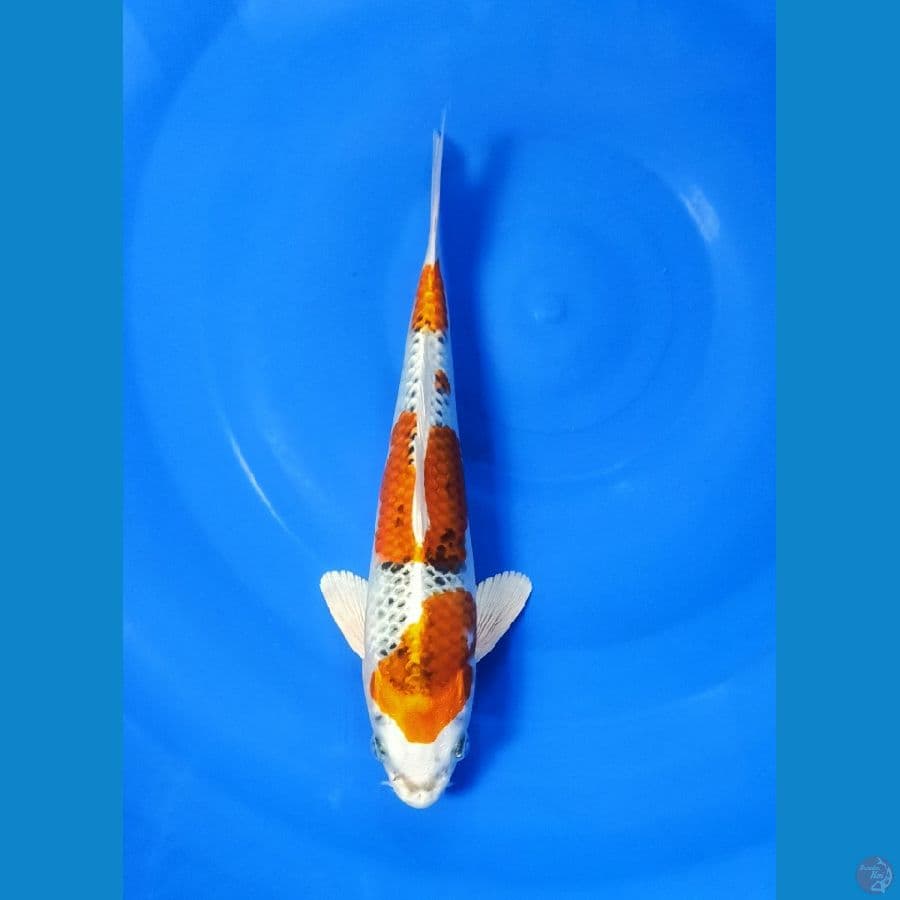 Kujaku size 25 cm