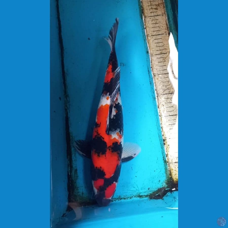 Showa 38cm male