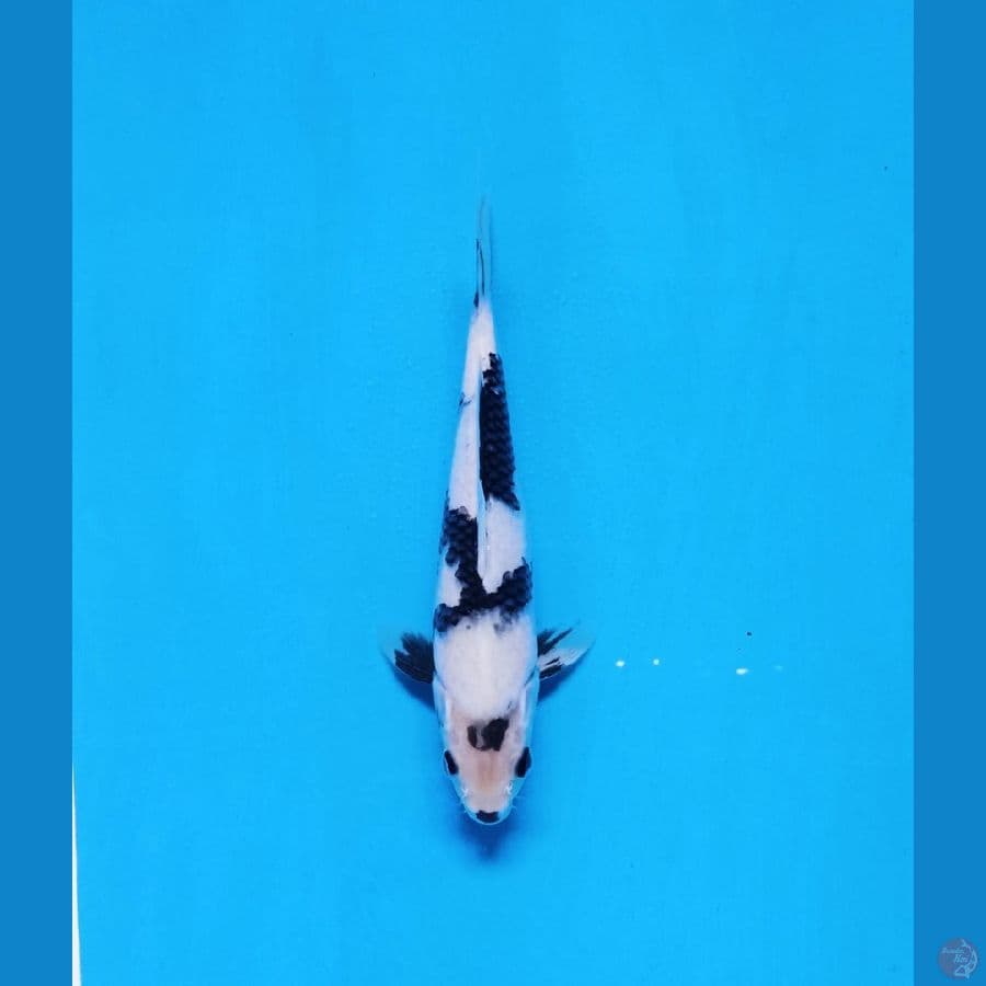 siro 25cm