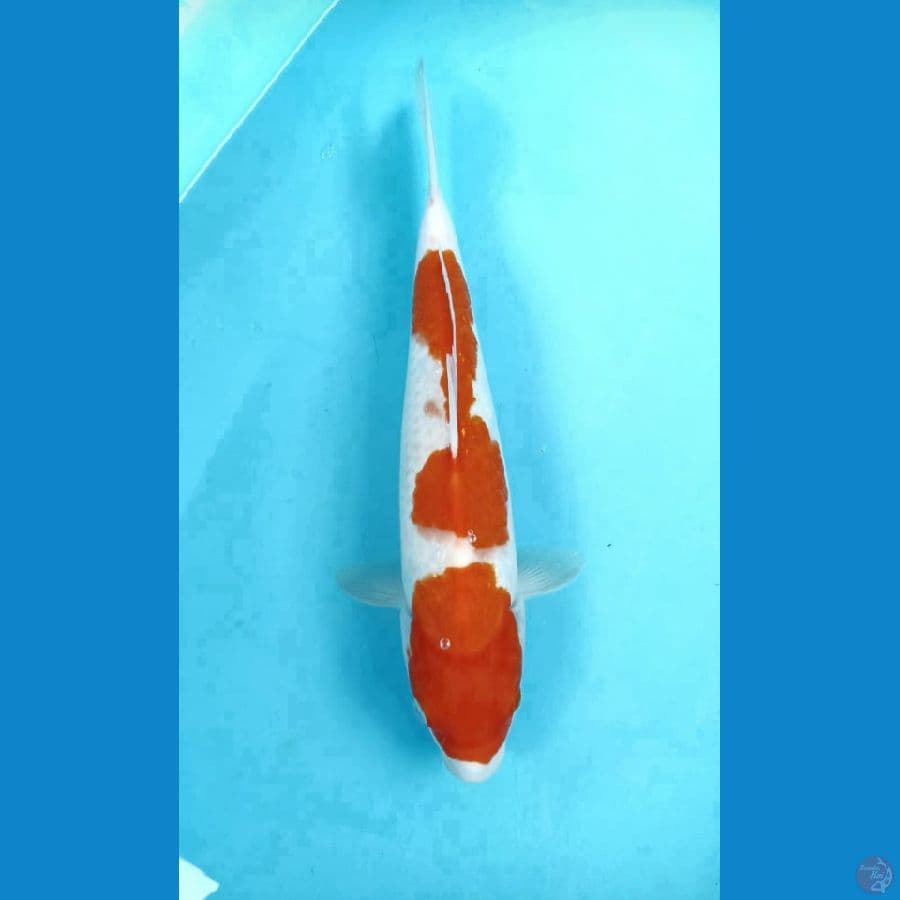 kohaku 33cm