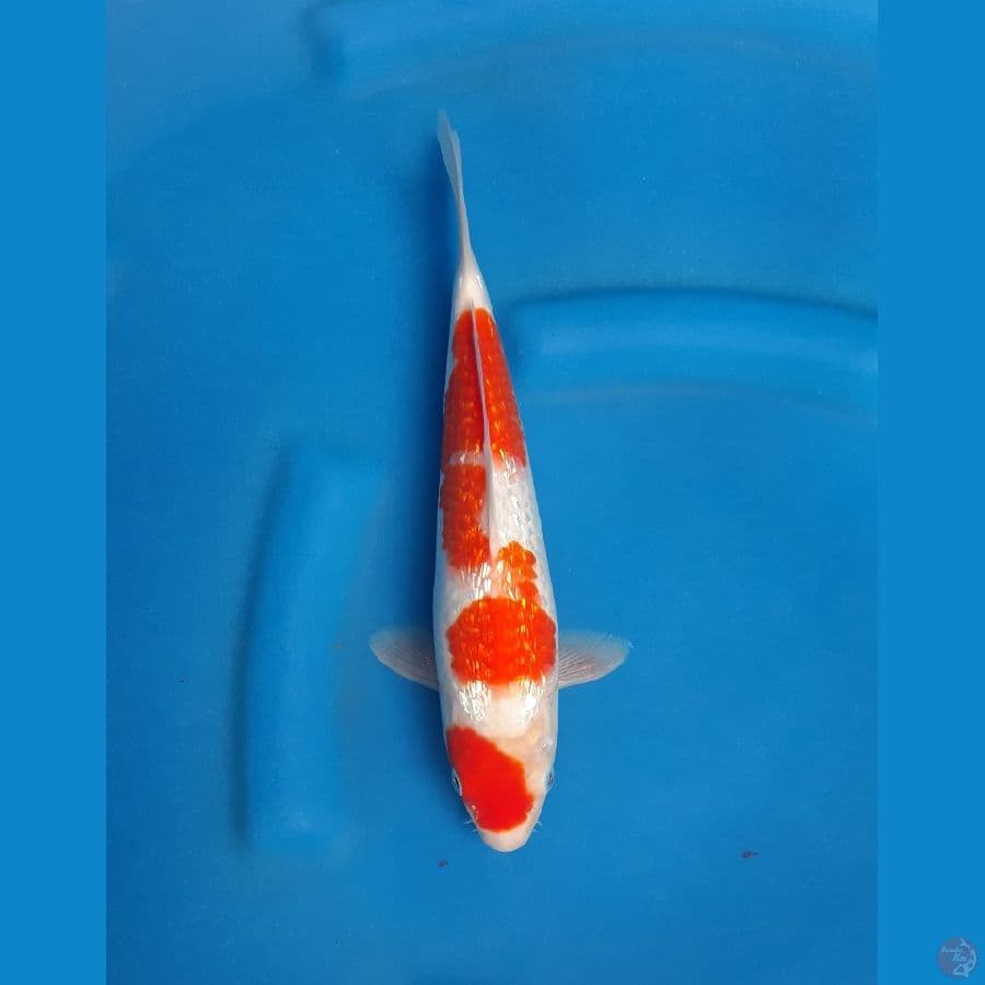 Ginrin kohaku