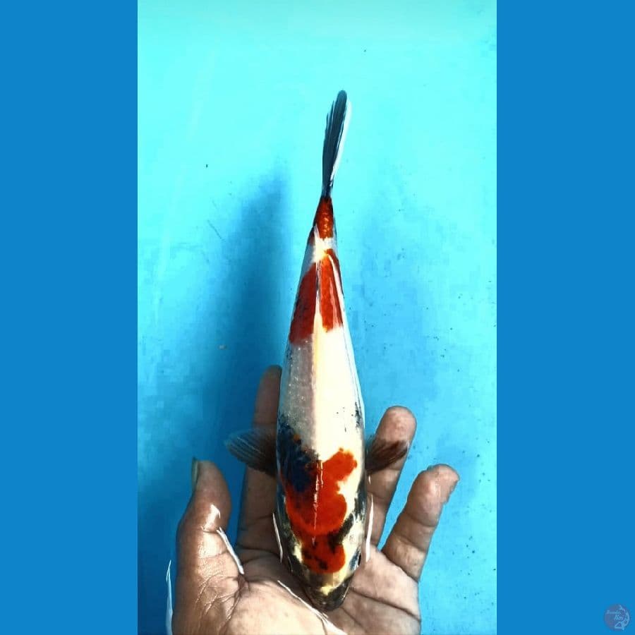 showa 25cm