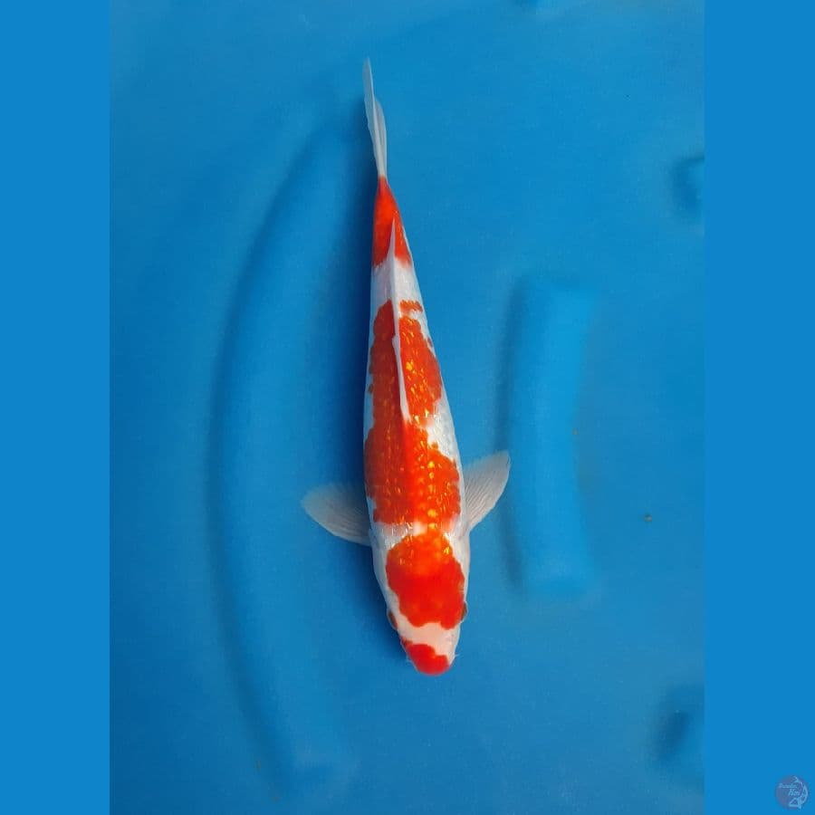 Ginrin kohaku