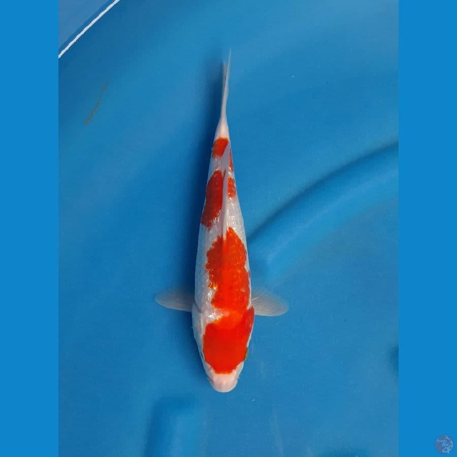 Kohaku ginrin