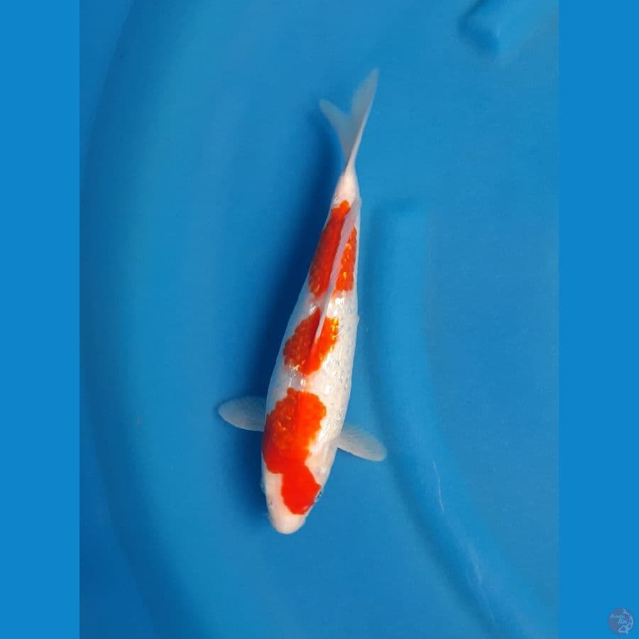 Kohaku Ginrin